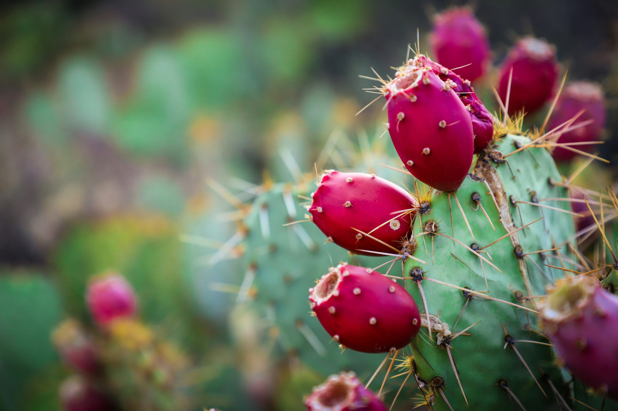 Prickly pear cactus with ripe fruit